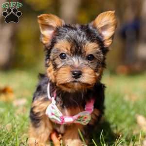 Stella, Yorkie Puppy
