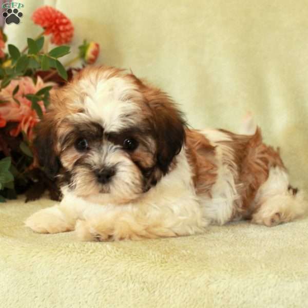 Stella, Havashu Puppy