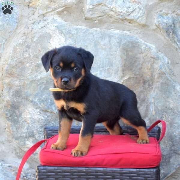 Stella, Rottweiler Puppy