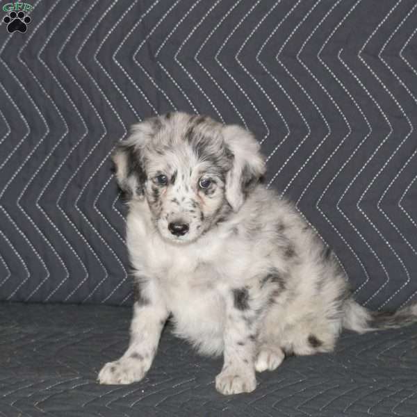 Stella, Mini Aussiedoodle Puppy