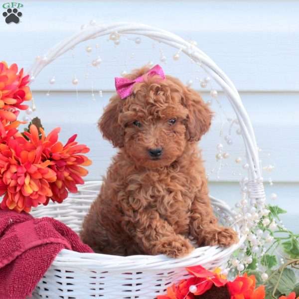 Stella, Toy Poodle Puppy