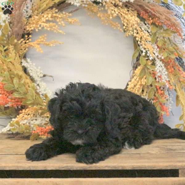 Stella, Shih-Poo Puppy
