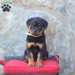 Stella, Rottweiler Puppy