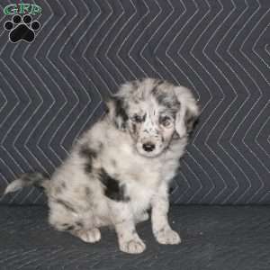 Stella, Mini Aussiedoodle Puppy