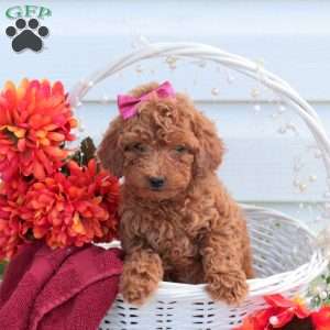 Stella, Toy Poodle Puppy