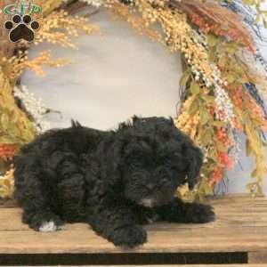 Stella, Shih-Poo Puppy
