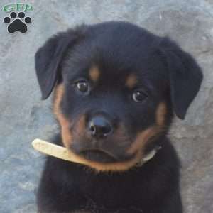 Stella, Rottweiler Puppy