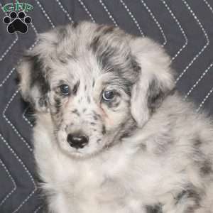 Stella, Mini Aussiedoodle Puppy