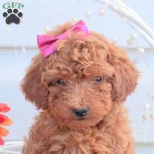 Stella, Toy Poodle Puppy