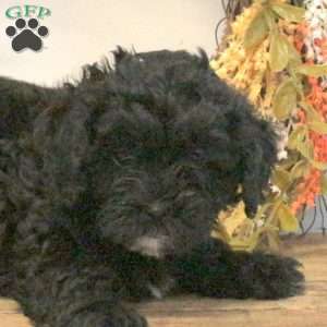 Stella, Shih-Poo Puppy