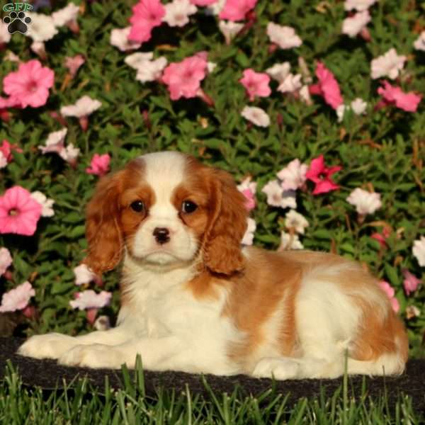 Stella, Cavalier King Charles Spaniel Puppy