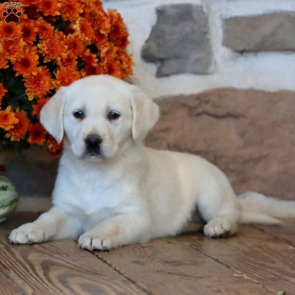 Stella, Golden Labrador Puppy