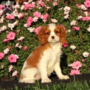 Stella, Cavalier King Charles Spaniel Puppy