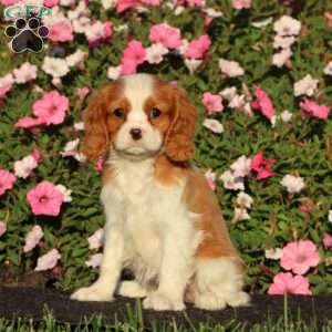 Stella, Cavalier King Charles Spaniel Puppy