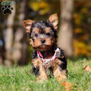 Stella, Yorkie Puppy