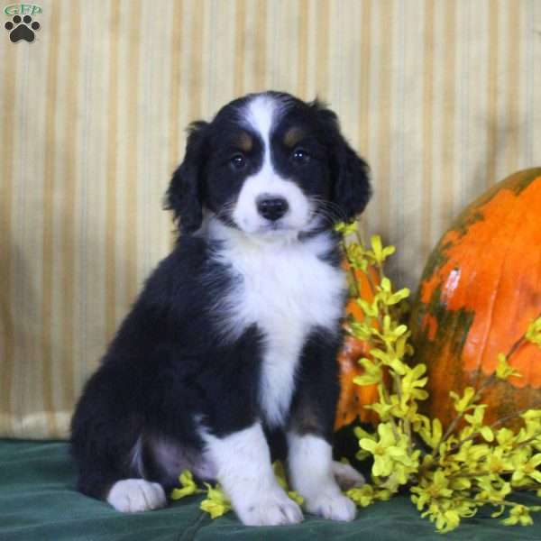 Steven, Mini Aussiedoodle Puppy