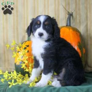 Steven, Mini Aussiedoodle Puppy