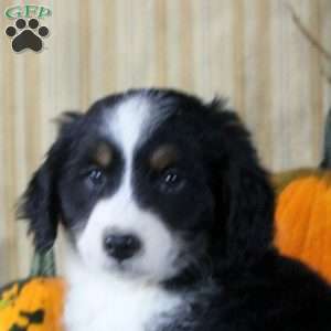 Steven, Mini Aussiedoodle Puppy