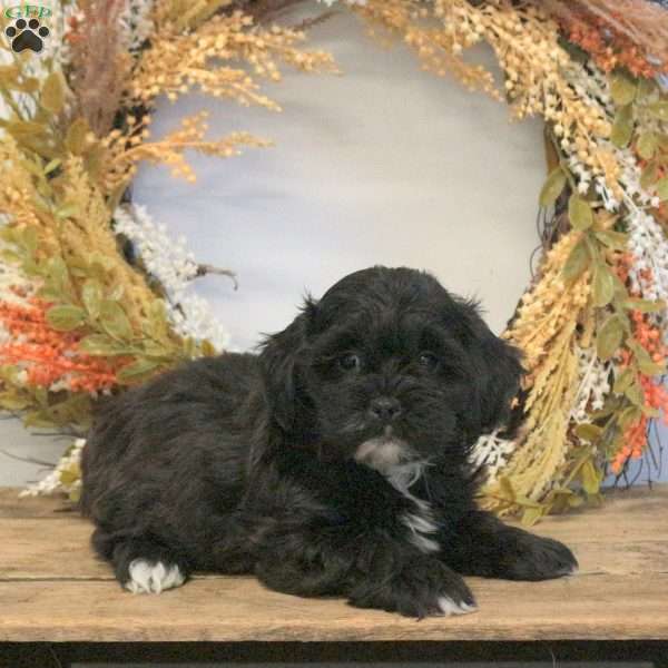 Stevie, Shih-Poo Puppy
