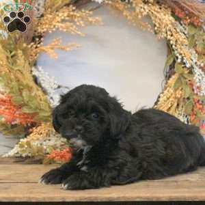 Stevie, Shih-Poo Puppy