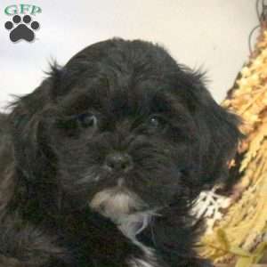 Stevie, Shih-Poo Puppy