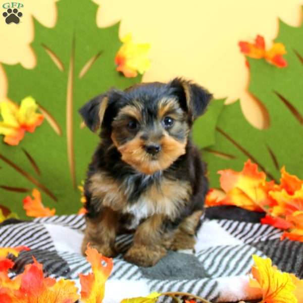 Stevie, Yorkie Puppy