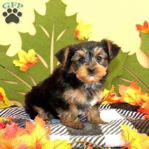Stevie, Yorkie Puppy