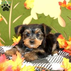 Stevie, Yorkie Puppy