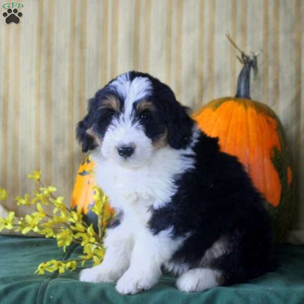 Stew, Mini Aussiedoodle Puppy