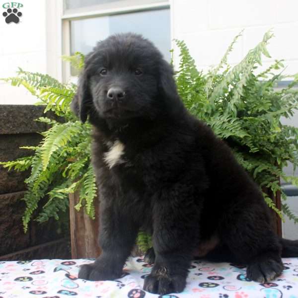 Stew, Newfoundland Puppy