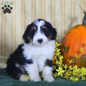 Stew, Mini Aussiedoodle Puppy