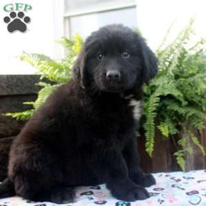 Stew, Newfoundland Puppy