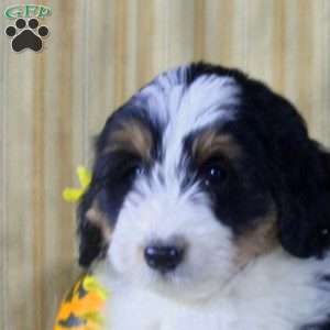 Stew, Mini Aussiedoodle Puppy