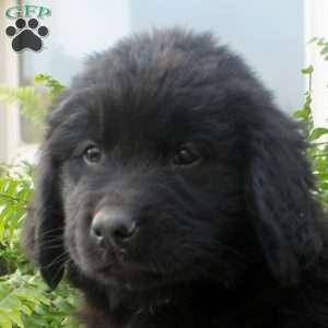 Stew, Newfoundland Puppy