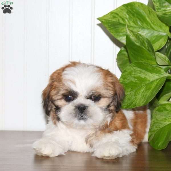 Stewie, Shih Tzu Puppy