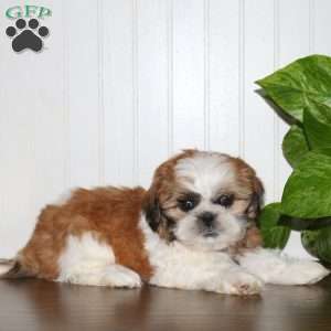 Stewie, Shih Tzu Puppy