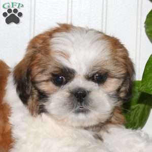 Stewie, Shih Tzu Puppy