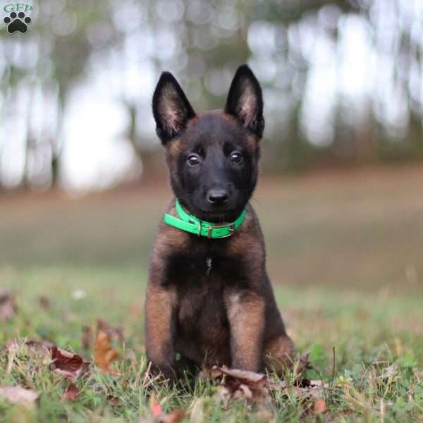 Storm, Belgian Malinois Puppy