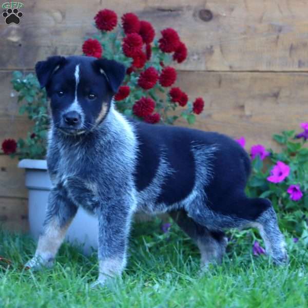 Storm, Blue Heeler – Australian Cattle Dog Puppy
