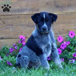 Storm, Blue Heeler – Australian Cattle Dog Puppy