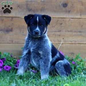 Storm, Blue Heeler – Australian Cattle Dog Puppy