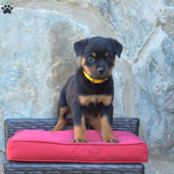 Stormy, Rottweiler Puppy