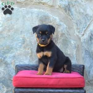 Stormy, Rottweiler Puppy