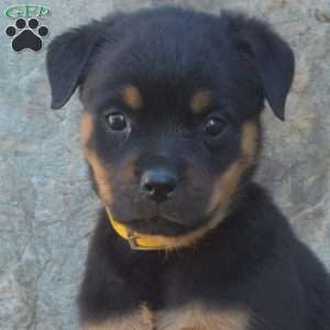 Stormy, Rottweiler Puppy