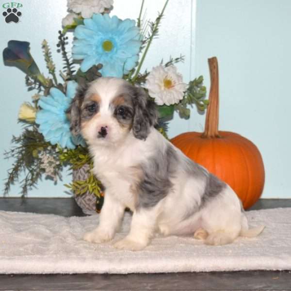 Sue, Cavapoo Puppy