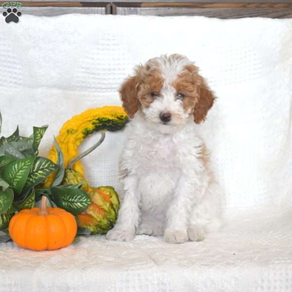 Sugar, Miniature Poodle Puppy