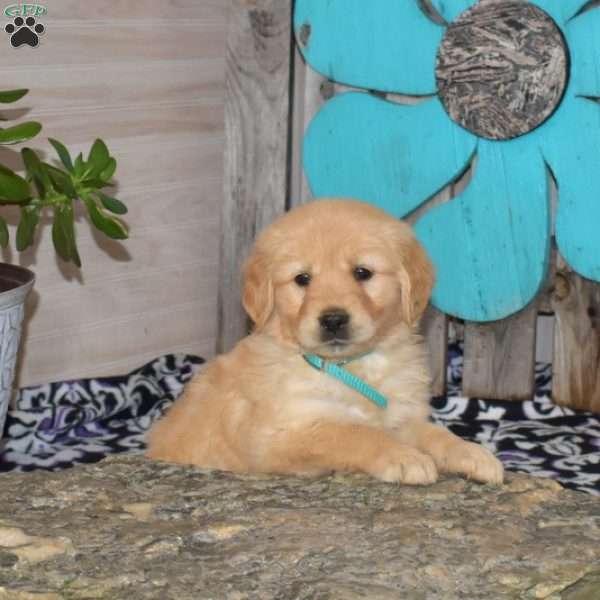 Sugar, Golden Retriever Puppy