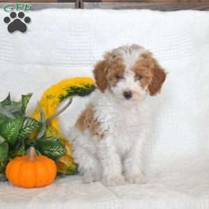 Sugar, Miniature Poodle Puppy