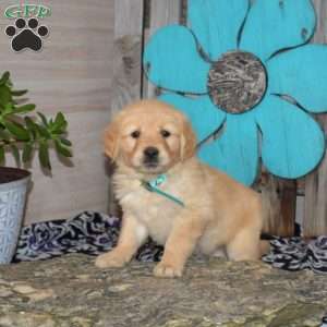 Sugar, Golden Retriever Puppy
