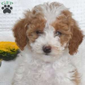 Sugar, Miniature Poodle Puppy